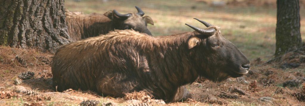 Motithang Taking Preserve